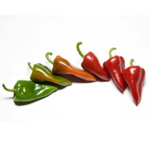 Pimiento Piquillo asado (Lote 5 kgs)